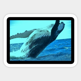 Humpback whale Sticker